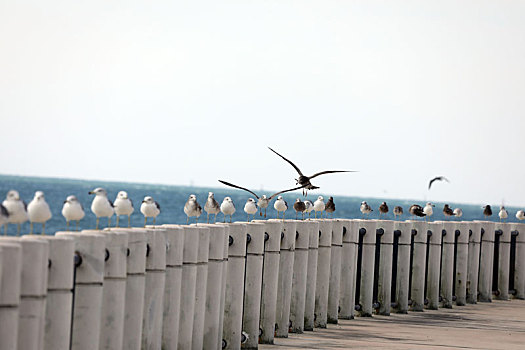 日照海龙湾成为海鸥乐园,或盘旋翱翔或休憩嬉戏成为靓丽风景线
