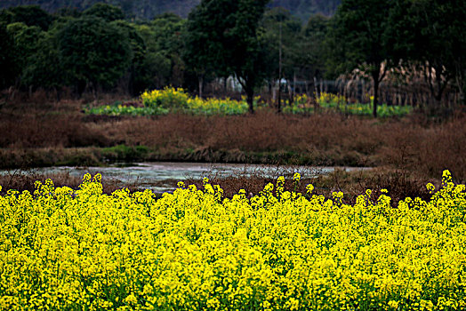 油菜花