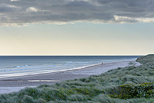 沙丘草,海滩,岸边,北海,晨光,诺森伯兰郡,英格兰,英国