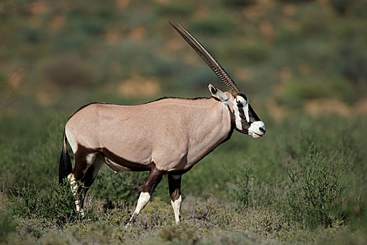 南非大羚羊,羚羊,自然生境