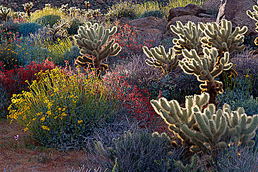 逆光,跳跃,开花,靠近,李子,峡谷,安萨玻里哥沙漠州立公园,加利福尼亚