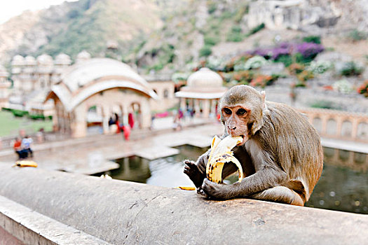 猕猴,猴子,吃,香蕉,猴庙,斋浦尔