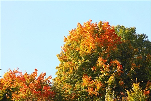 漂亮,秋天,树,秋景