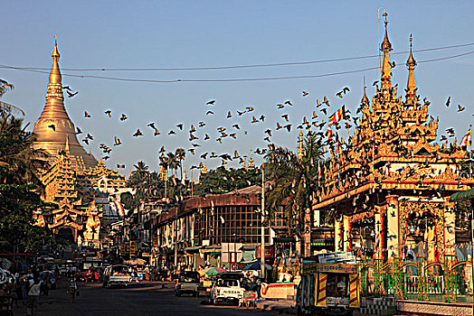 缅甸,仰光,大金塔