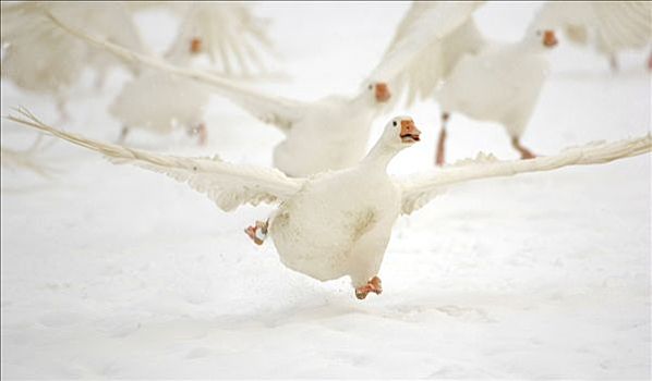 家养,鹅,灰雁,起飞,冬天