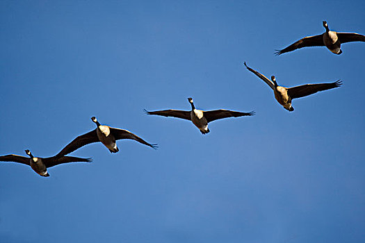 黑额黑雁,加拿大雁,飞行,候鸟,保护区,密苏里,美国