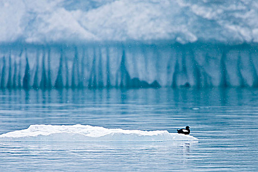 北极,斯瓦尔巴特群岛,黑色,海雀,休息,漂浮,冰,岛屿,冰河,正面