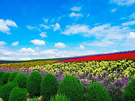 花圃,北海道,日本