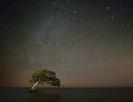 树,浅,水,星球,天空,夜晚