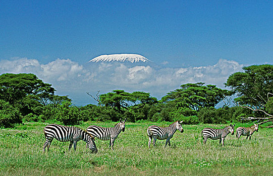 斑马,牧群,大草原,靠近,山,坦桑尼亚