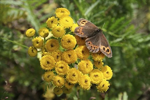 褐色,蝴蝶,马加丹州,区域,东方,西伯利亚,俄罗斯