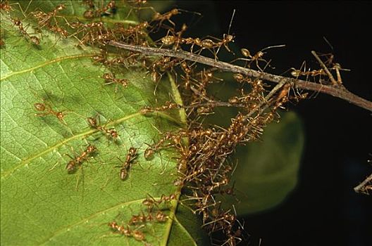 蚂蚁,生物群,攀登,上方,叶子,新,进食,地面,巴布亚新几内亚