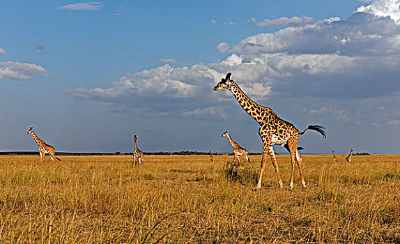 长颈鹿,牧群,夜光,马赛马拉,肯尼亚,非洲