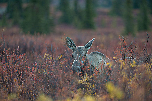 驼鹿,德纳里峰国家公园,阿拉斯加,美国,北美