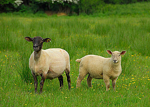 生活,绵羊,母羊,羊羔,站立,草场,英格兰,英国,欧洲