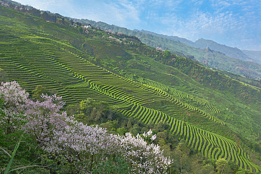 宜宾珙县鹿鸣茶场蜿蜒茶山风光