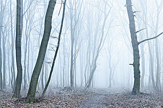 小路,落叶林,冬天,雾,霜,靠近,萨克森安哈尔特,德国,欧洲