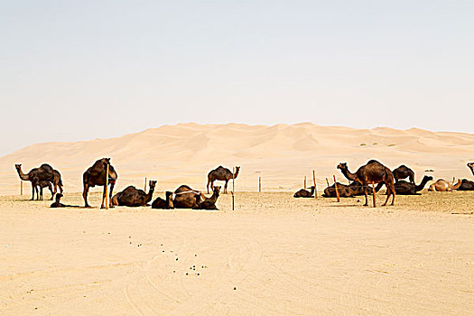 单峰骆驼,靠近,天空,阿曼,空,区域,沙滩