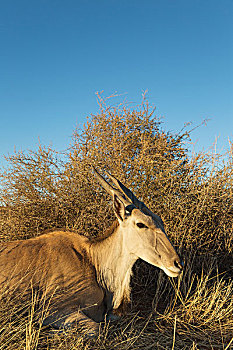 大羚羊,休息,女性,卡拉哈里沙漠,纳米比亚,非洲