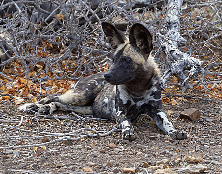 非洲野狗,非洲野犬属,躺着,干燥,地面,克鲁格国家公园,南非,非洲