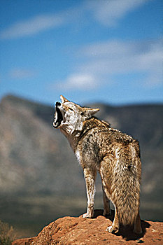 丛林狼,叫喊,高