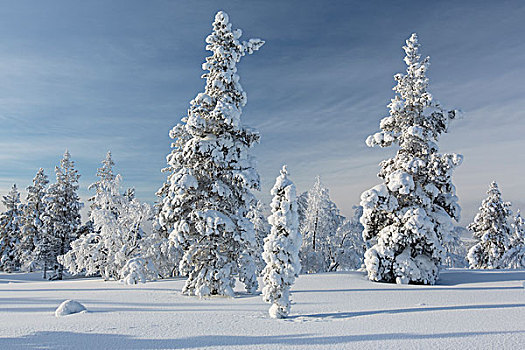雪,冷杉,树林,芬兰,欧洲