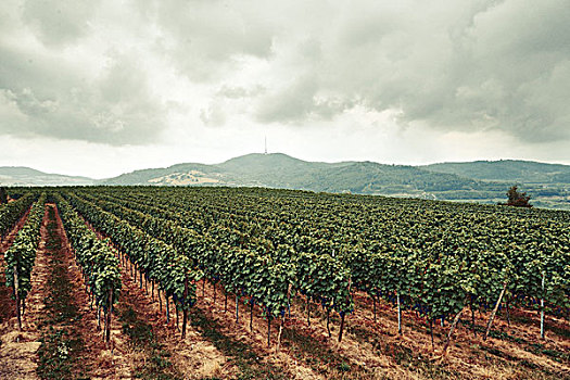 酒用葡萄种植区