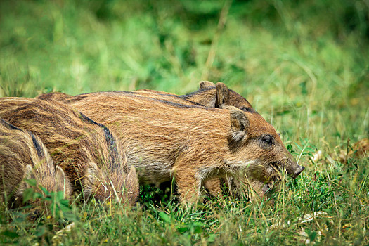 小野猪崽图片