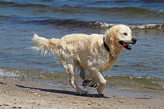 金色,猎犬,狗,两个,岁月,海滩