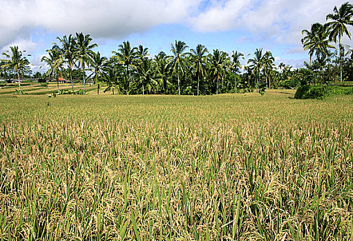 阶梯状,稻田,靠近,巴厘岛,印度尼西亚