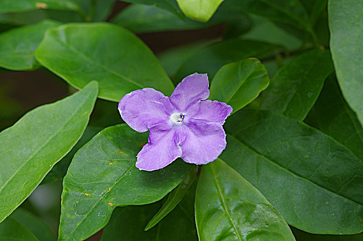 一朵紫色茉莉花