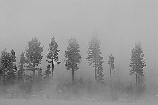 老式,看,照相,常青树,雾,湖,加利福尼亚