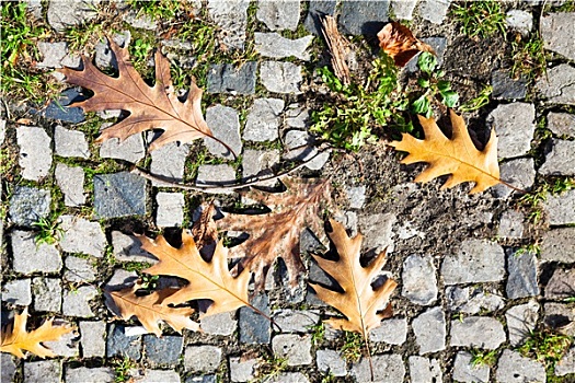 褐色,秋天,橡树叶,石板路