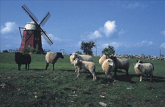 羊群,宠物,正面,风车,农业,厄兰岛,瑞典,斯堪的纳维亚,欧洲,牲畜,农事