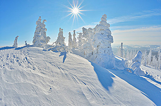 积雪,针叶树,太阳,巴伐利亚森林国家公园,巴伐利亚,德国