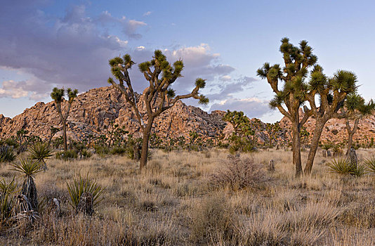 约书亚树,沙漠,晚间,阳光,约书亚树国家公园,莫哈维沙漠,加利福尼亚,美国,北美