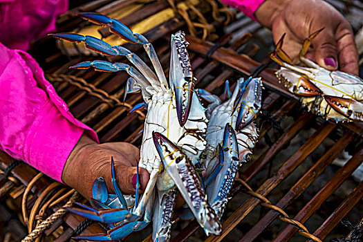 女人,拿着,新鲜,抓住,蓝色,蟹肉,柬埔寨