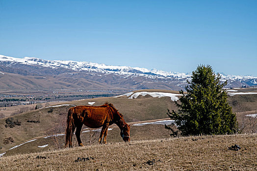 新疆伊犁春季草原牧场