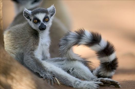 节尾狐猴,狐猴,肖像,脆弱,贝伦提私人保护区,马达加斯加