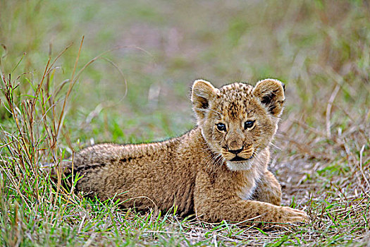 幼兽,马塞马拉野生动物保护区,肯尼亚