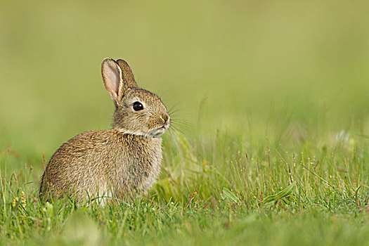 幼兽,欧洲兔,兔豚鼠属,草,区域,黑森州,德国,欧洲