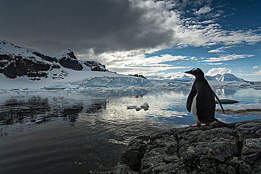 南极,岛屿,剪影,巴布亚企鹅,站立,岩石,海岸线