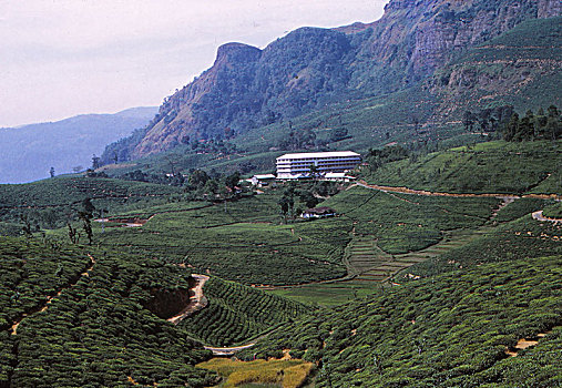 茶园,工厂,北方,奴娃拉伊利雅,中心,斯里兰卡,20世纪,艺术家