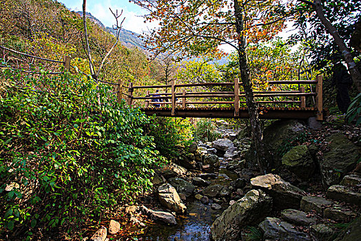 茶人谷,秋色,山,树林