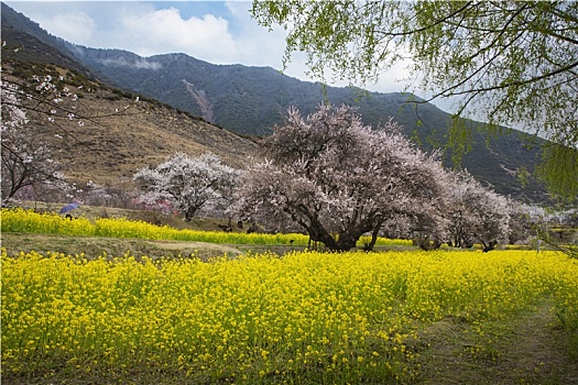 油菜花海桃花谷