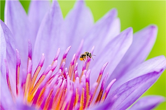微距,昆虫,花粉,紫色,荷花,睡莲属植物