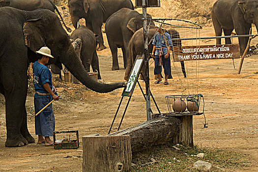 泰国,大象,露营,使用,象鼻,涂绘,绘画,只有