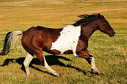马,驰骋,草原,萨斯喀彻温,加拿大