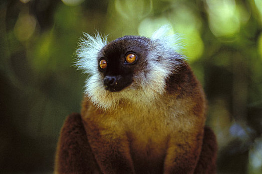 马达加斯加,诺西空巴,黑狐猴,雌性,特写