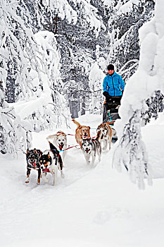 西伯利亚,爱斯基摩犬,拉拽,雪撬